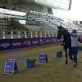 CDI5* Doha 2021